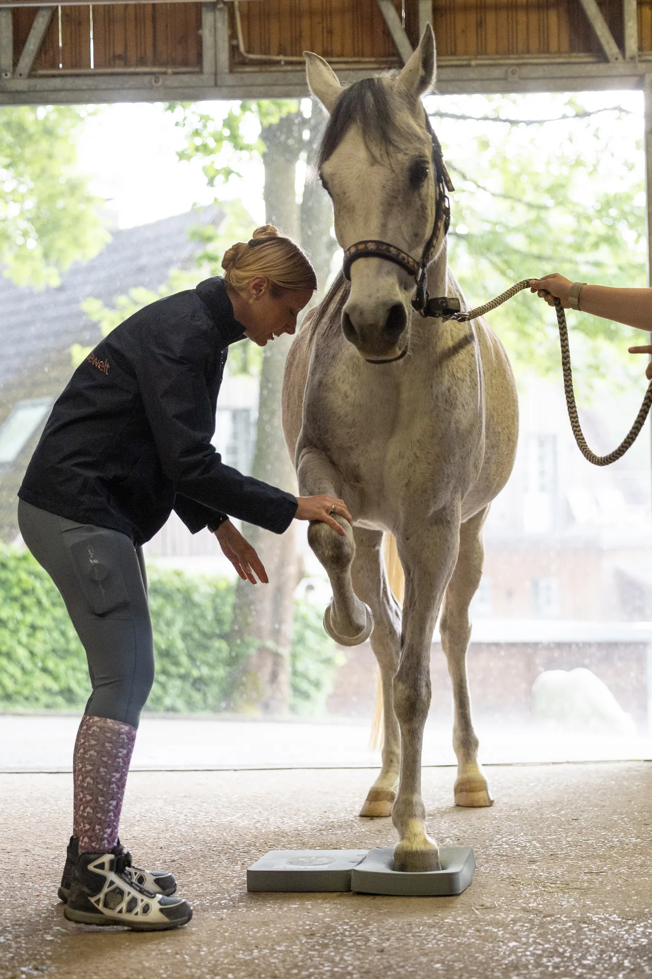 Rehatraining mit hellem Pferd auf Trainingsmatten