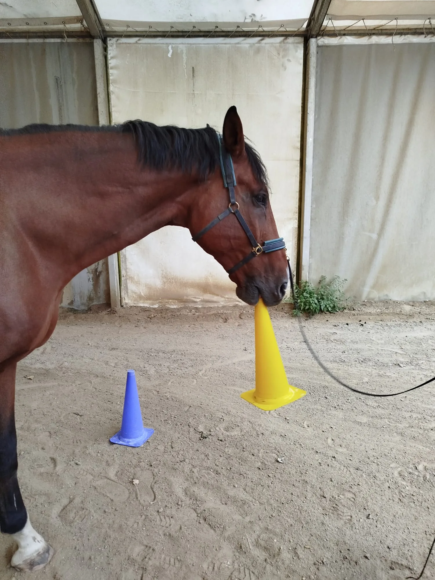 Pferd trägt beim Training einen gelben Kegel
