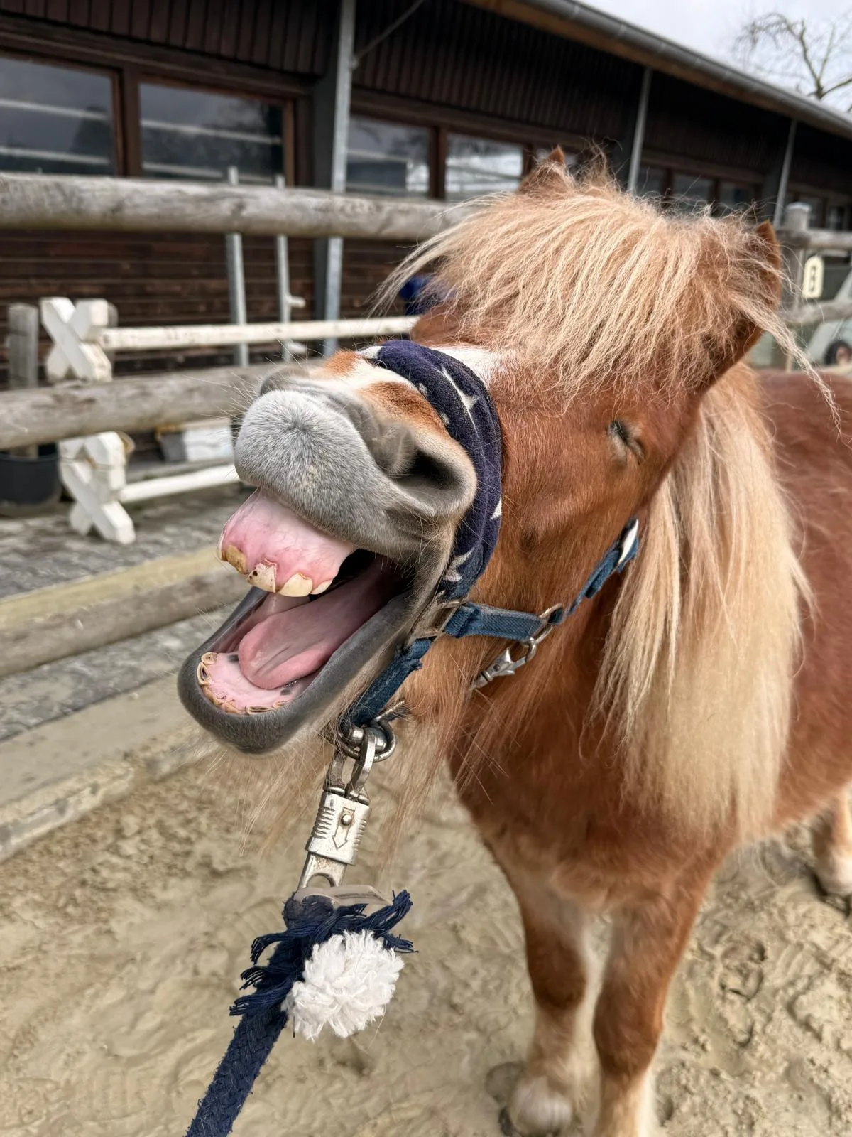 Entspanntes Pony mit geöffnetem Maul