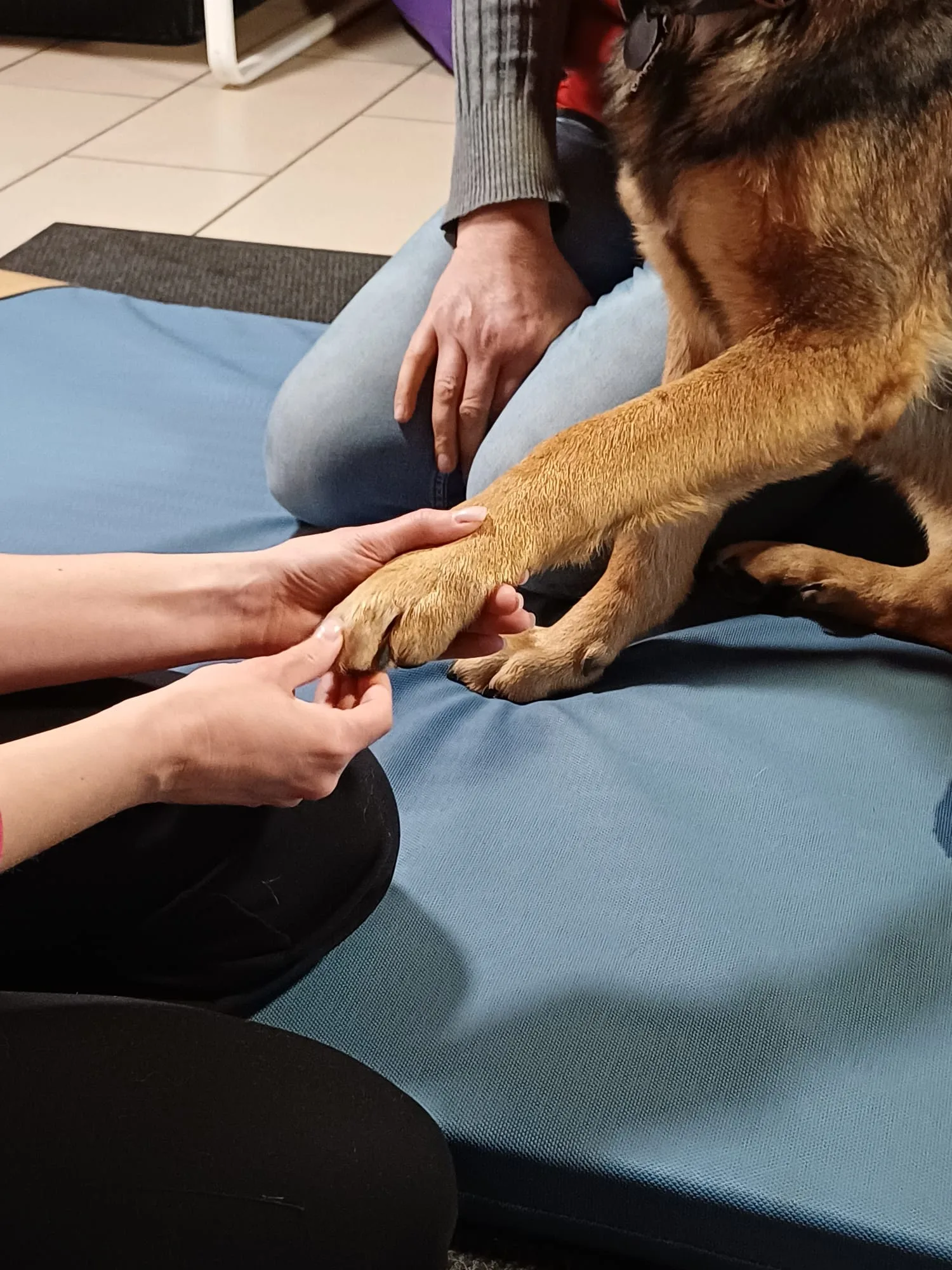 Sanfte Arbeit an der Vorderpfote eines Hundes