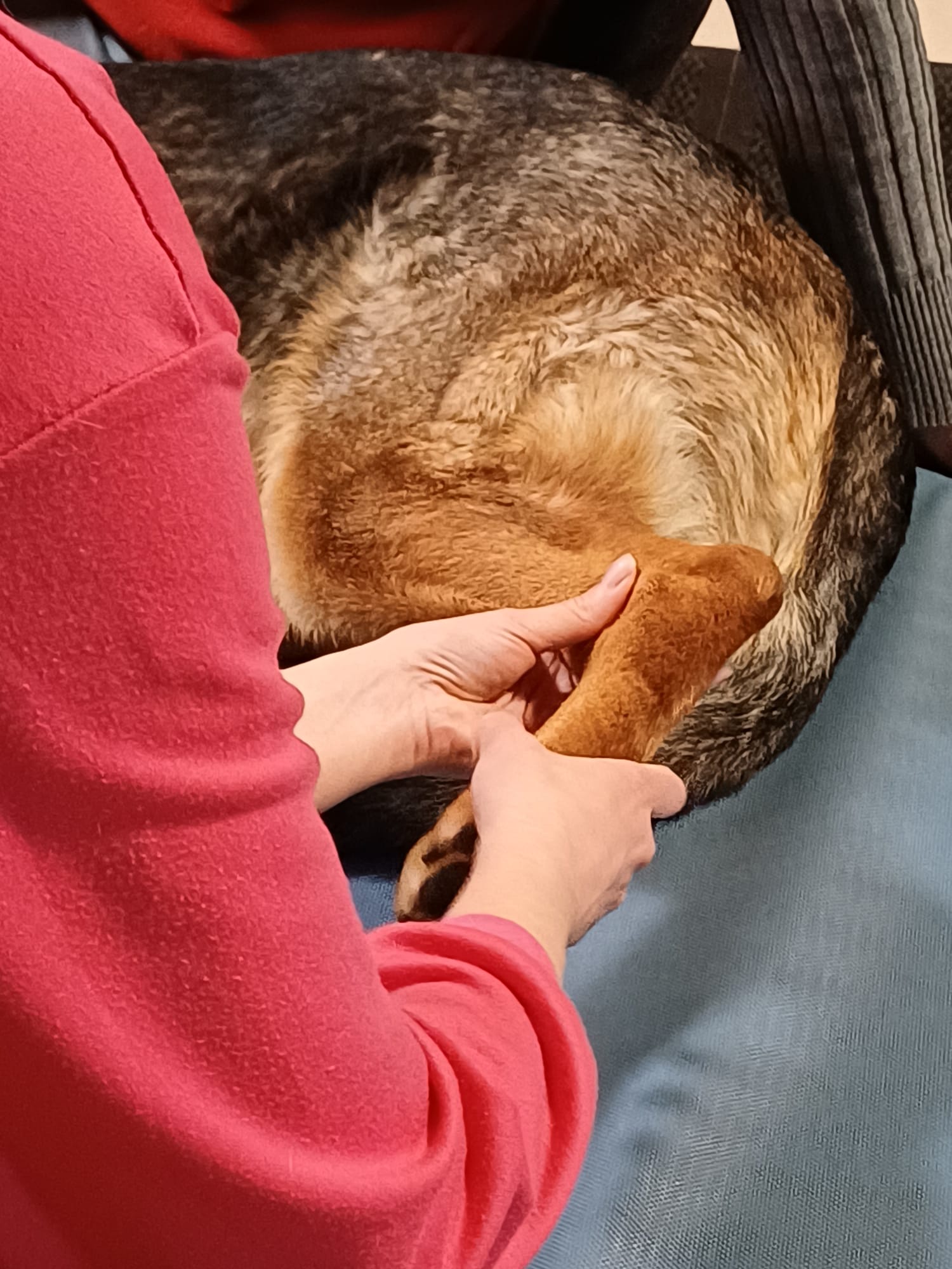 Hornmethode Hund